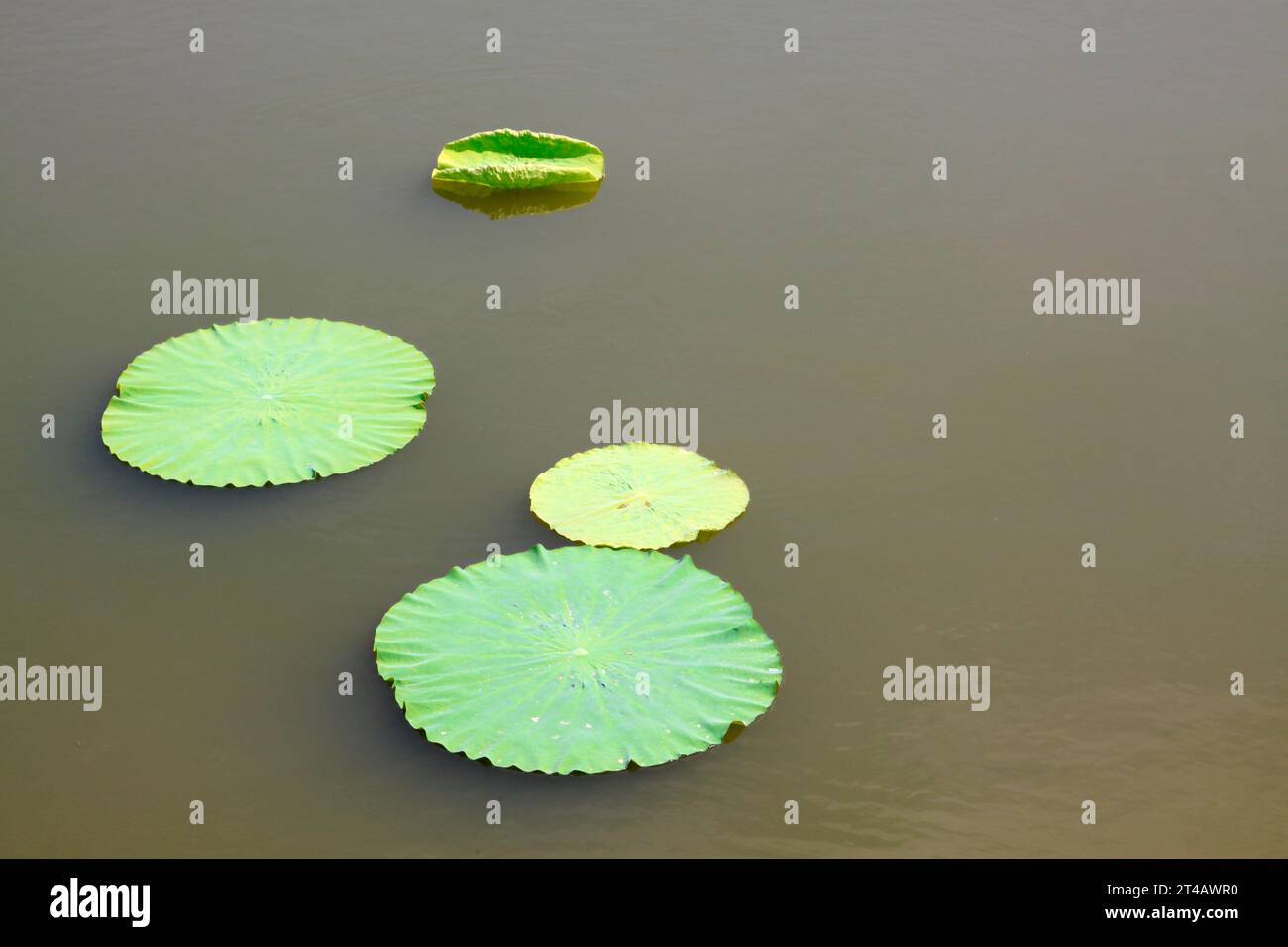 lotus leaves on the surface of water in a park Stock Photo - Alamy