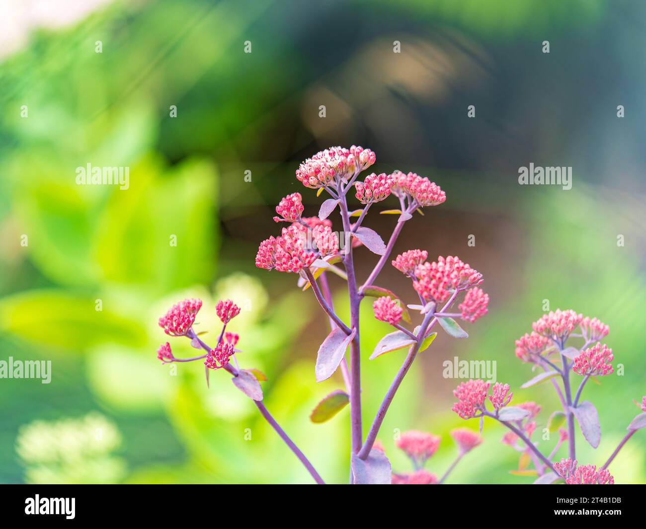 Beautiful purple sedum flowers in the autumn garden. Sedum Touchdown Teak Stock Photo