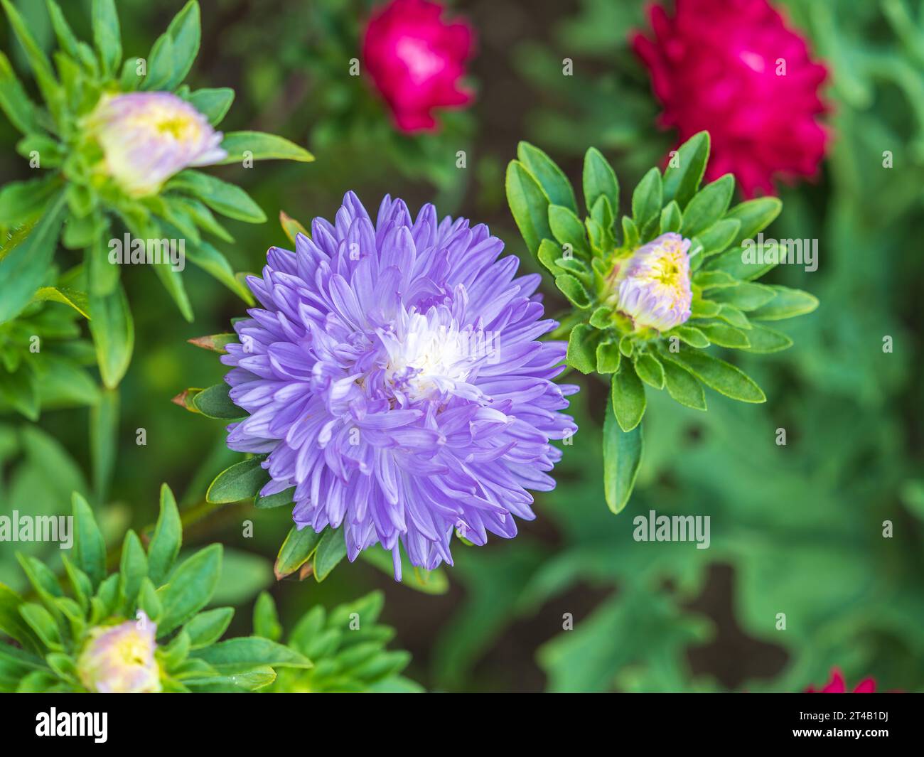 Bunch of white aster flowers. Flowering plant in autumnal garden. Autumn white blossoming aster, closeup Stock Photo