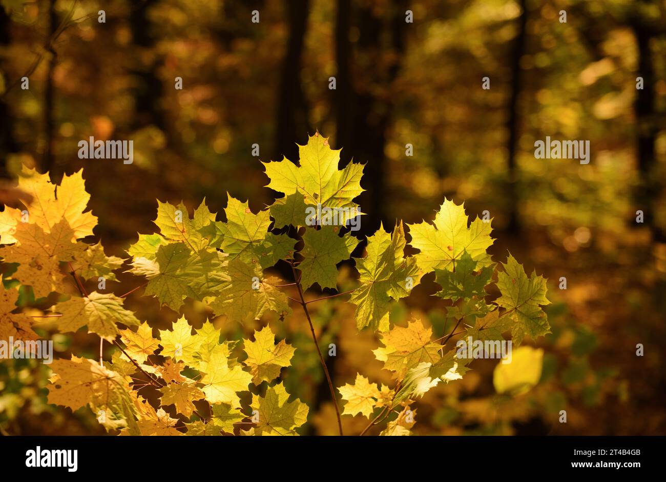 Autumn leaves on the sun and blurred trees texture, autumnal background ...