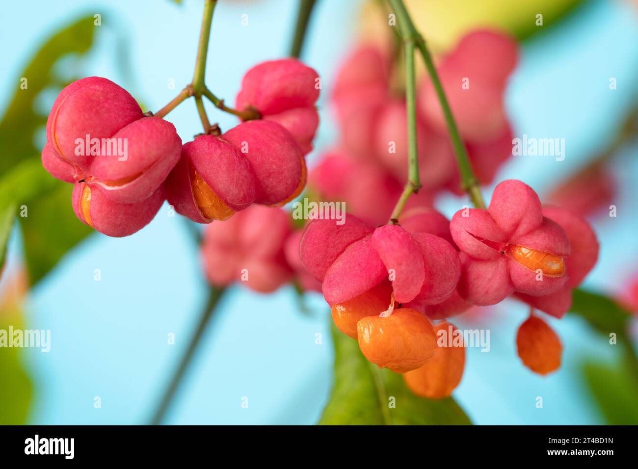 Pink Flower and orange berries from the Euonymus plant close up Stock