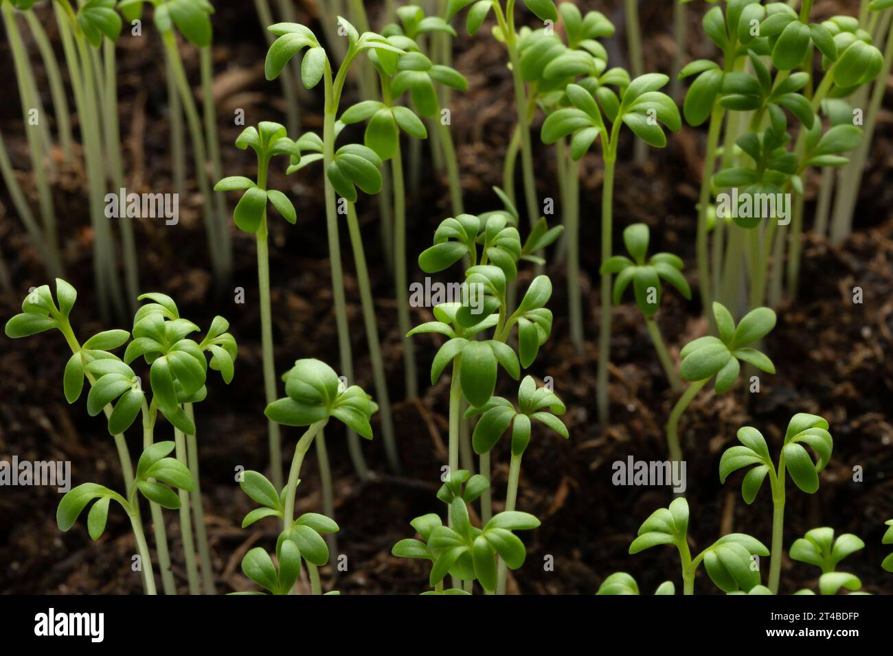 Fresh green Garden cress sprouts homegrown close up Stock Photo