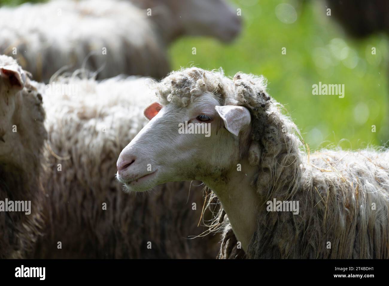 Sheep in a flock in a meadow, Bari Sardo, Ogliastra, Sardinia, Italy Stock Photo