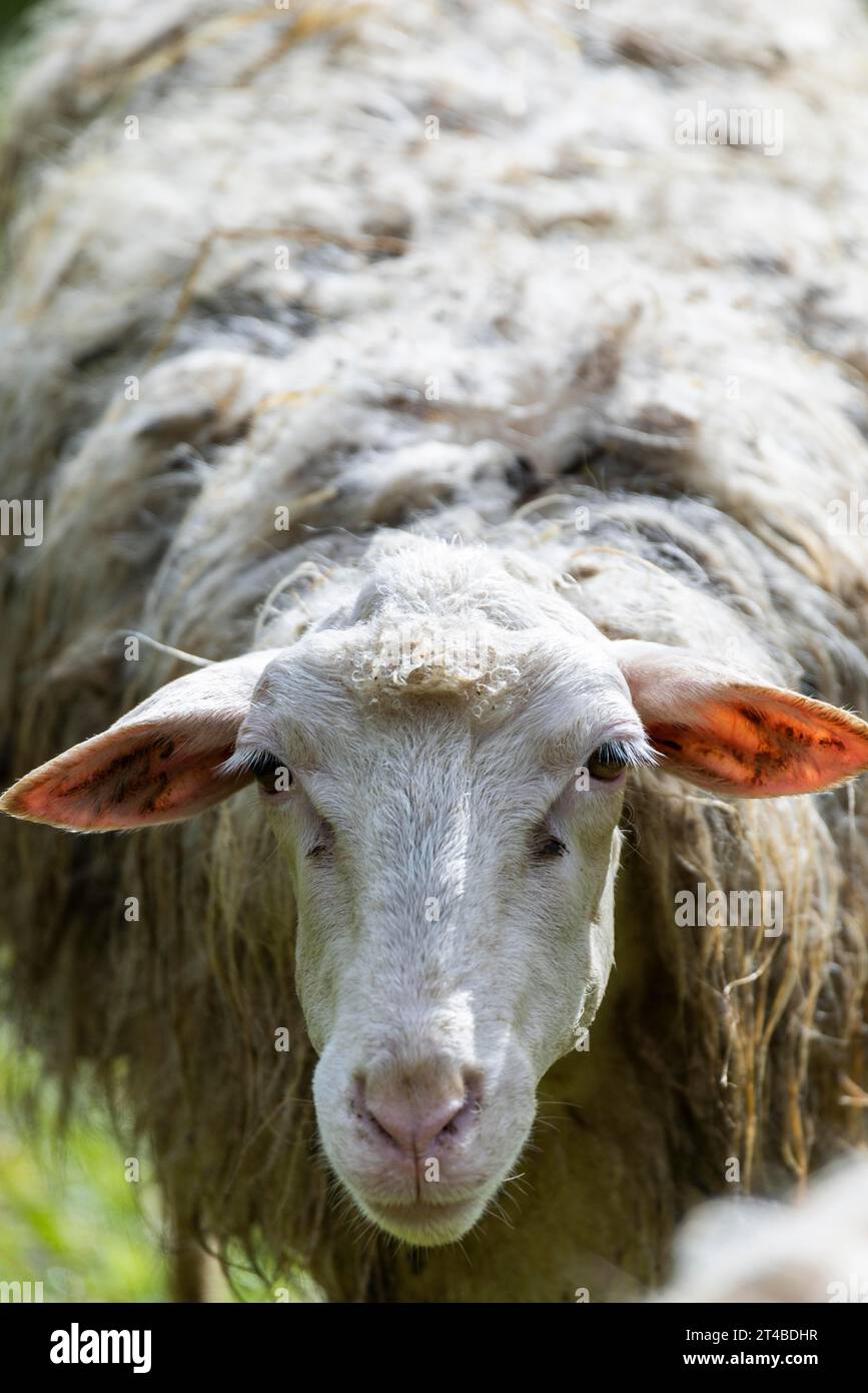Sheep in a flock in a meadow looking at the camera, Bari Sardo, Ogliastra, Sardinia, Italy Stock Photo