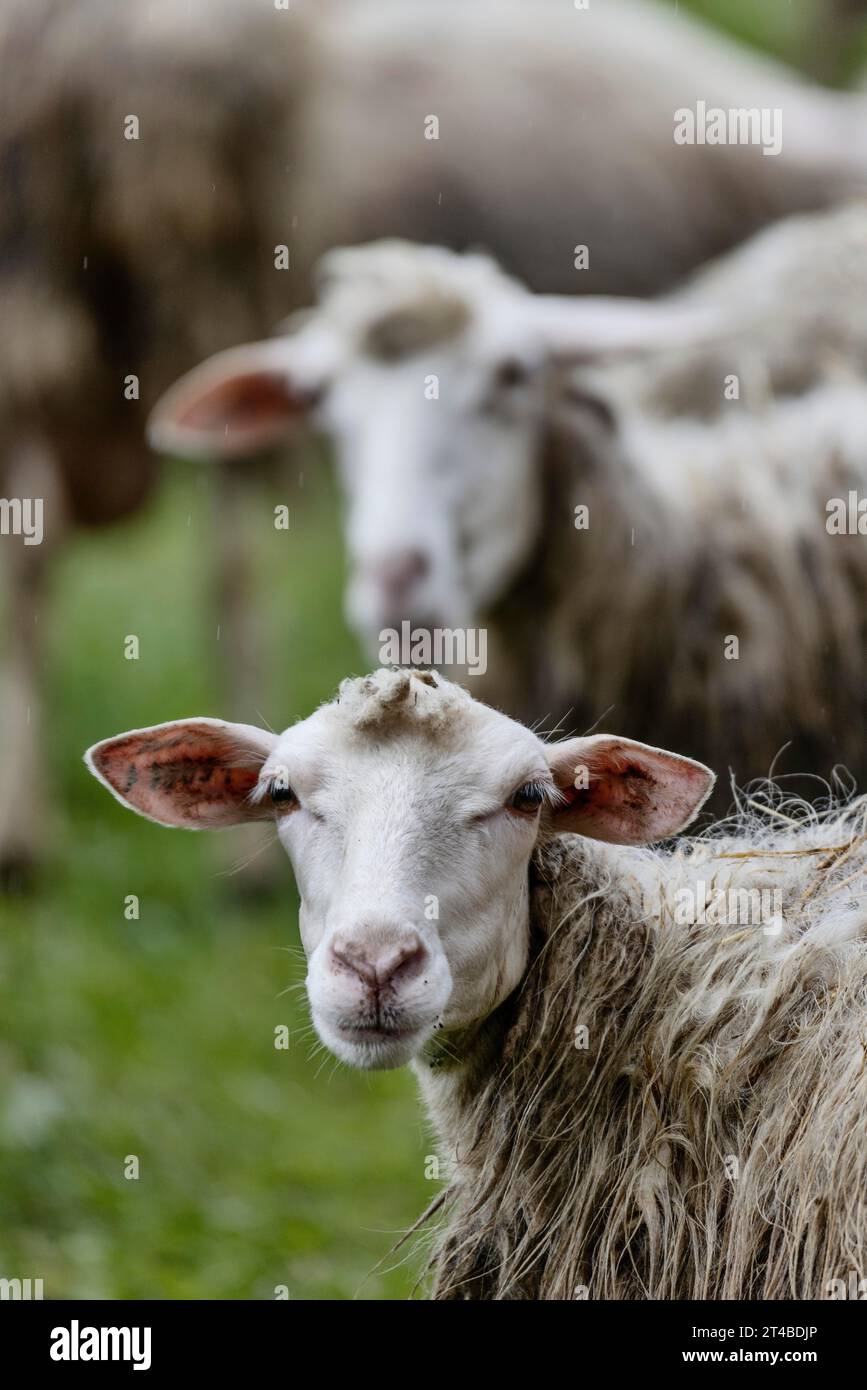 Sheep in a flock in a meadow looking at the camera, Bari Sardo, Ogliastra, Sardinia, Italy Stock Photo