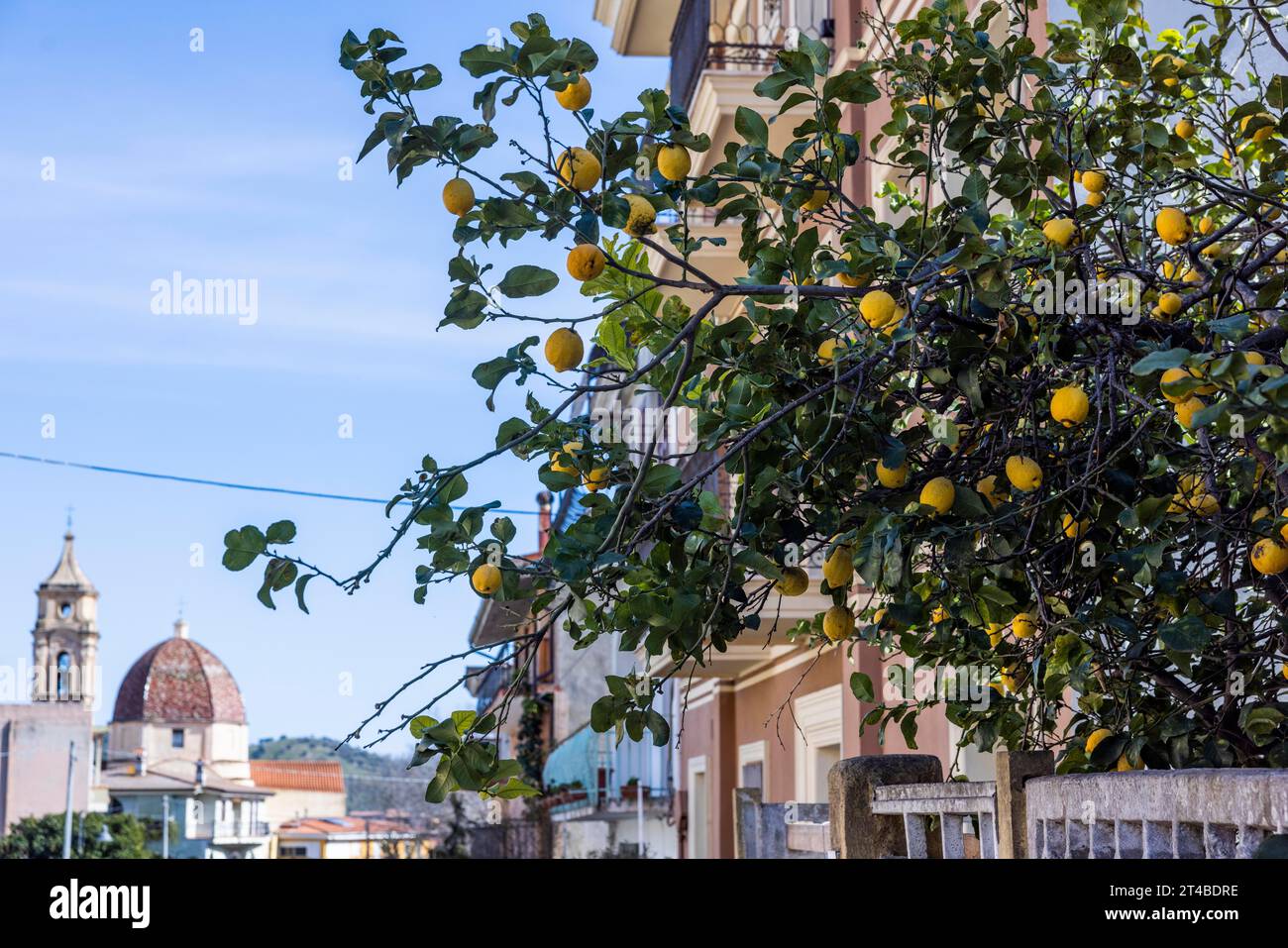 Lemon tree with ripe lemons in a front garden in the city, Bari Sardo, Ogliastra, Sardinia, Italy Stock Photo