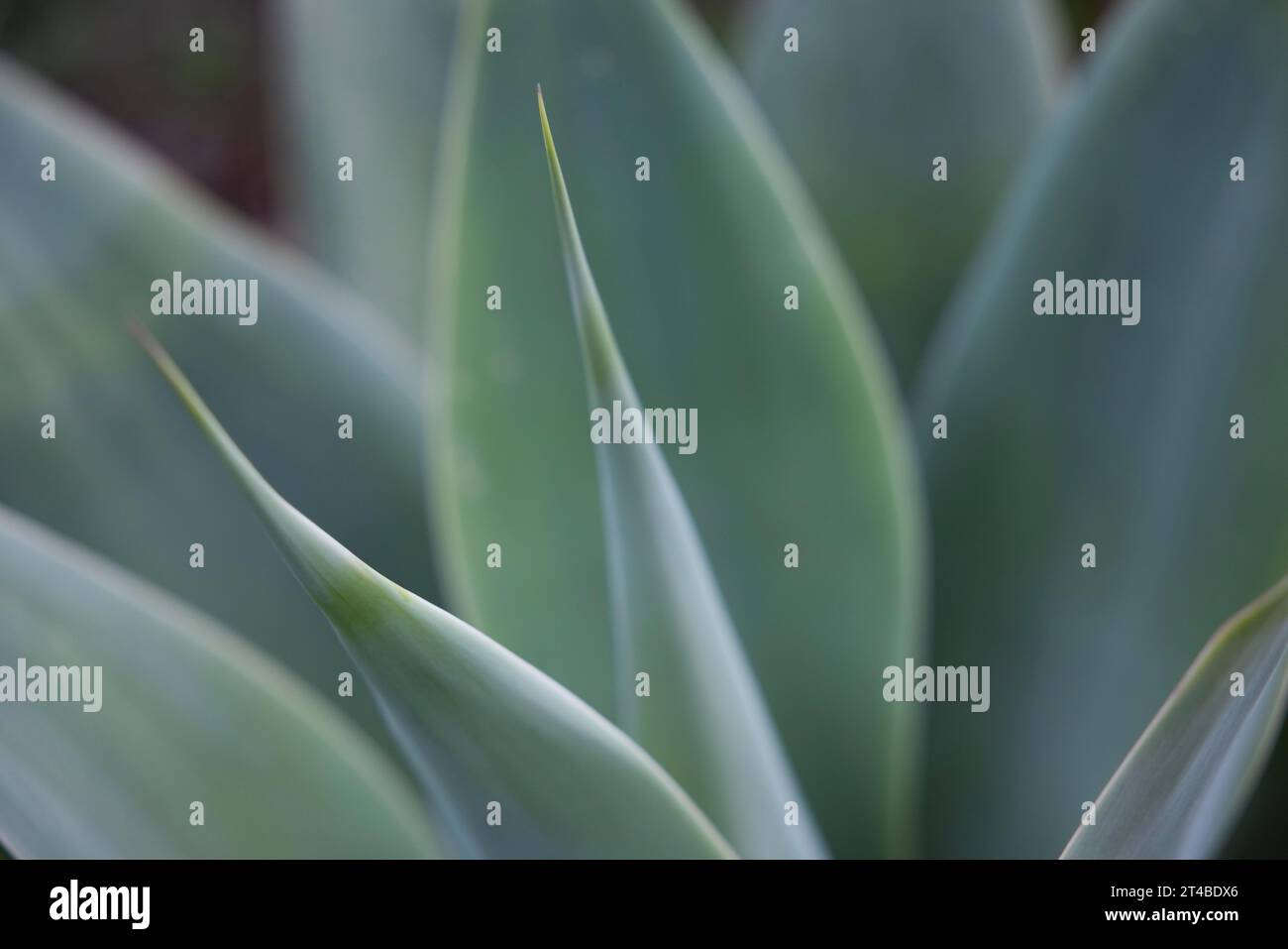 Close-up of an agave (Asparagaceae), Bari Sardo, Ogliastra, Sardinia, Italy Stock Photo