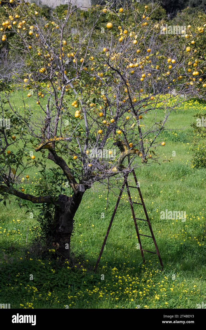 Lemon harvest, ladder standing by a lemon tree with ripe lemons in a meadow, Bari Sardo, Ogliastra, Sardinia, Italy Stock Photo