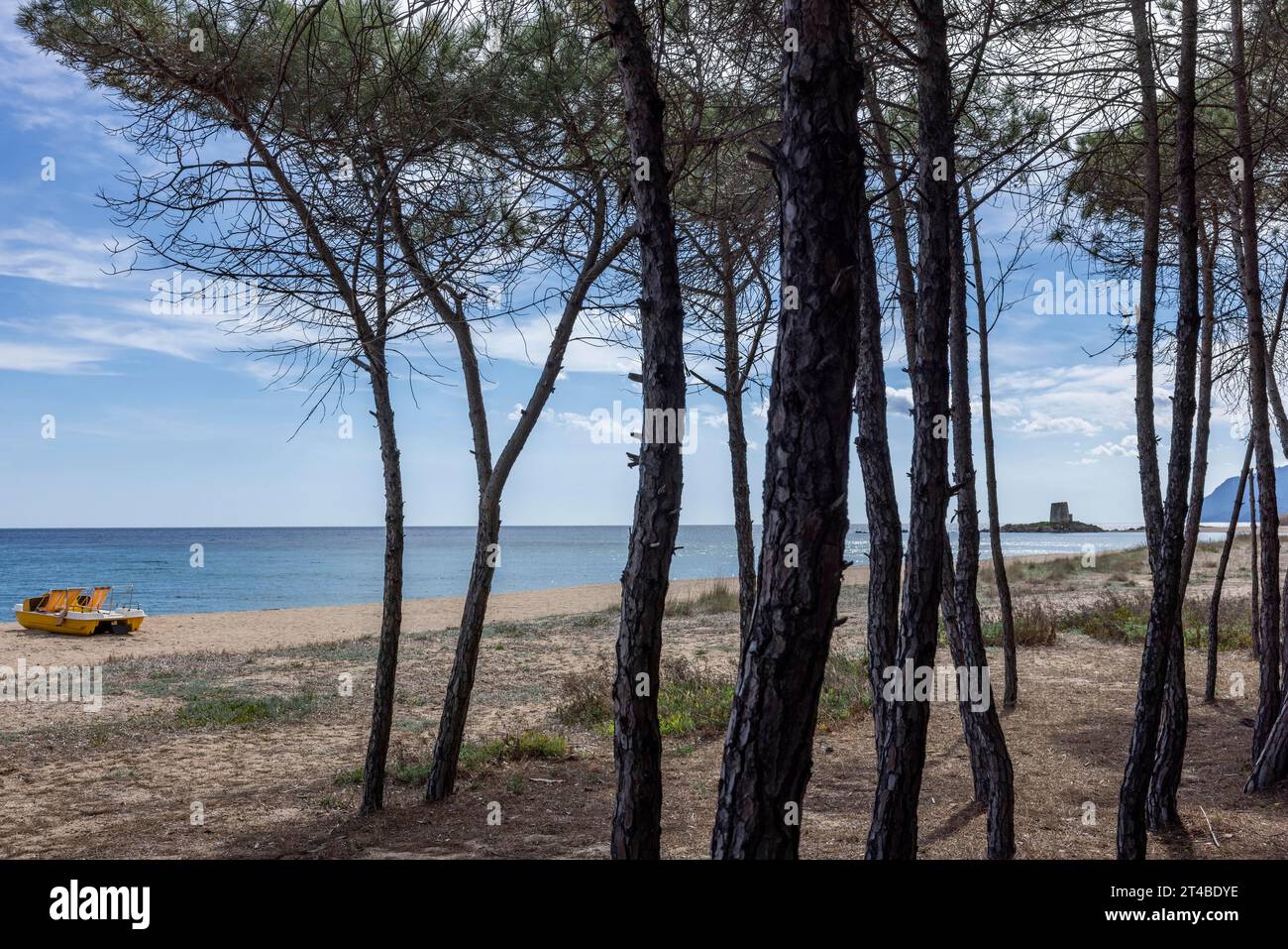 Pine grove on the beach with a yellow tretoot and in the distance the tower Torre Di Bari Sardo, Bari Sardo, Ogliastra, Sardinia, Italy Stock Photo
