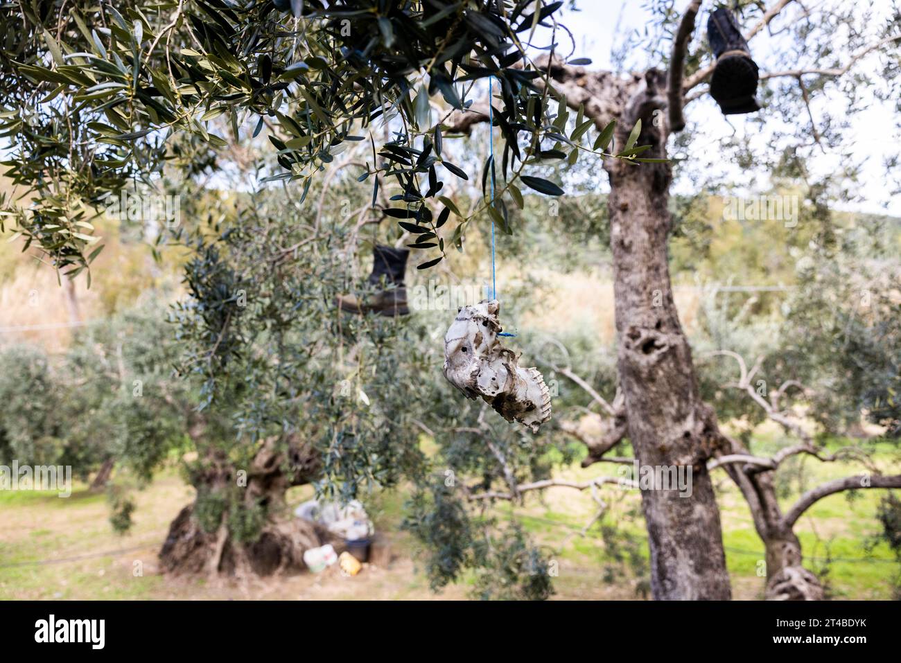 Old boots and weathered animal skull hanging in an olive tree to deter birds, Bari Sardo, Ogliastra, Sardinia, Italy Stock Photo