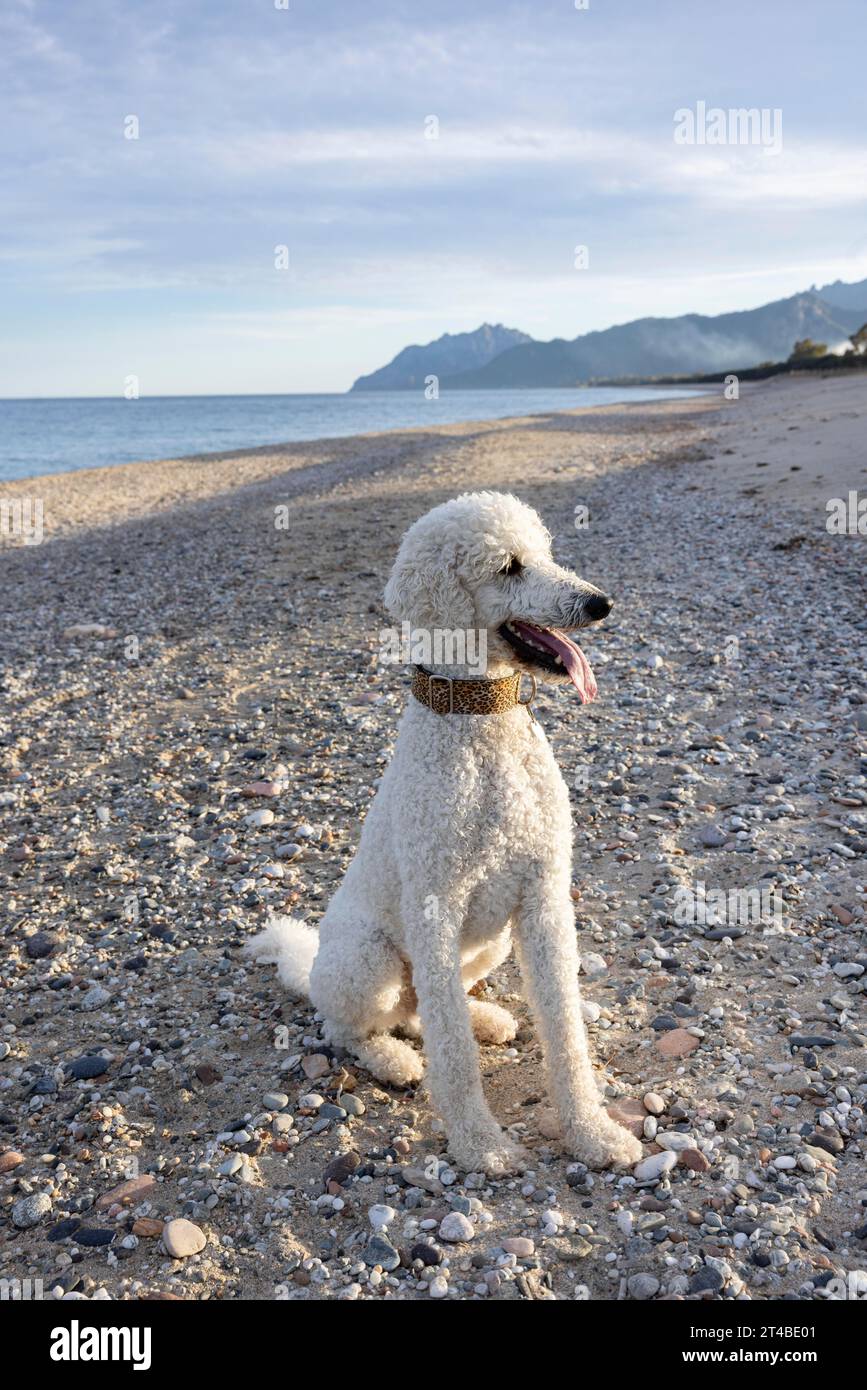 White poodle, King poodle on the beach, Bari Sardo, Ogliastra, Sardinia, Italy Stock Photo