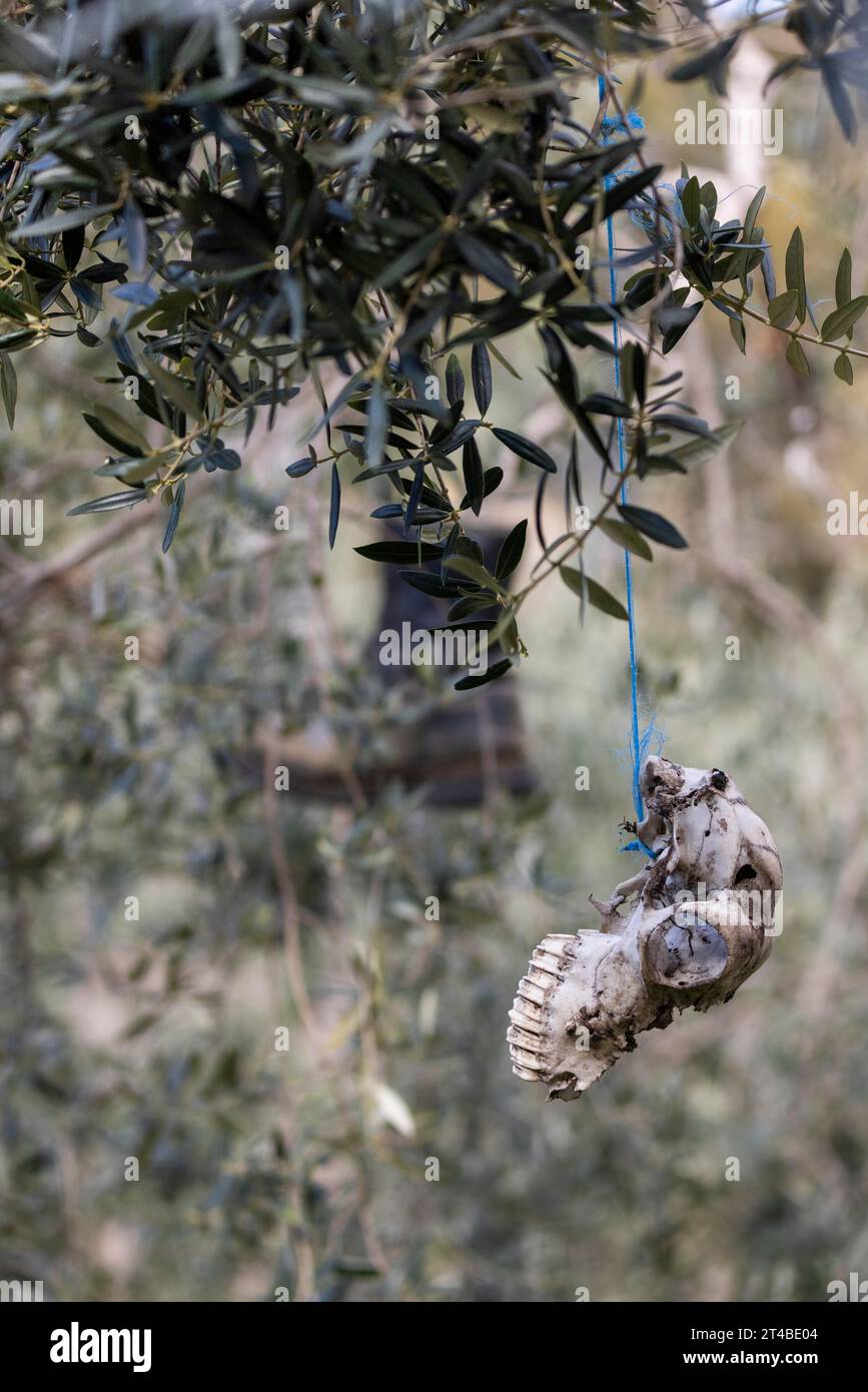 Old boots and weathered animal skull hanging in an olive tree to deter birds, Bari Sardo, Ogliastra, Sardinia, Italy Stock Photo