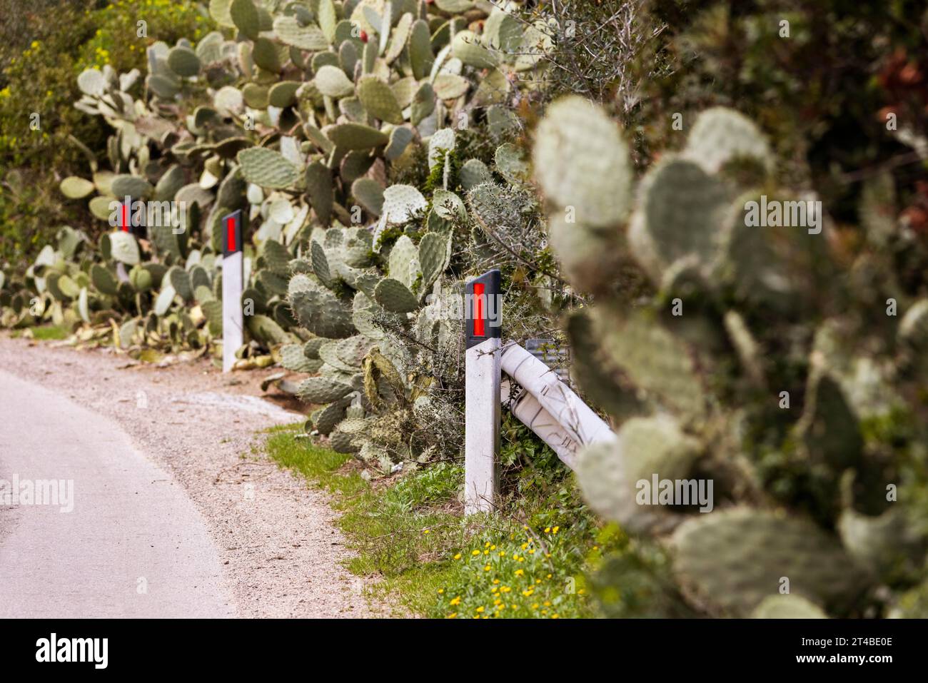 Bushes of cactus pears (Opuntia ficus-indica) on the side of a road, Bari Sardo, Ogliastra, Sardinia, Italy Stock Photo