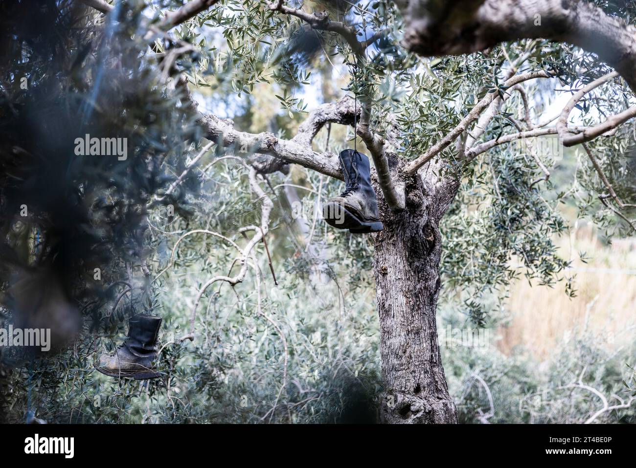 Old boots and weathered animal skull hanging in an olive tree to deter birds, Bari Sardo, Ogliastra, Sardinia, Italy Stock Photo