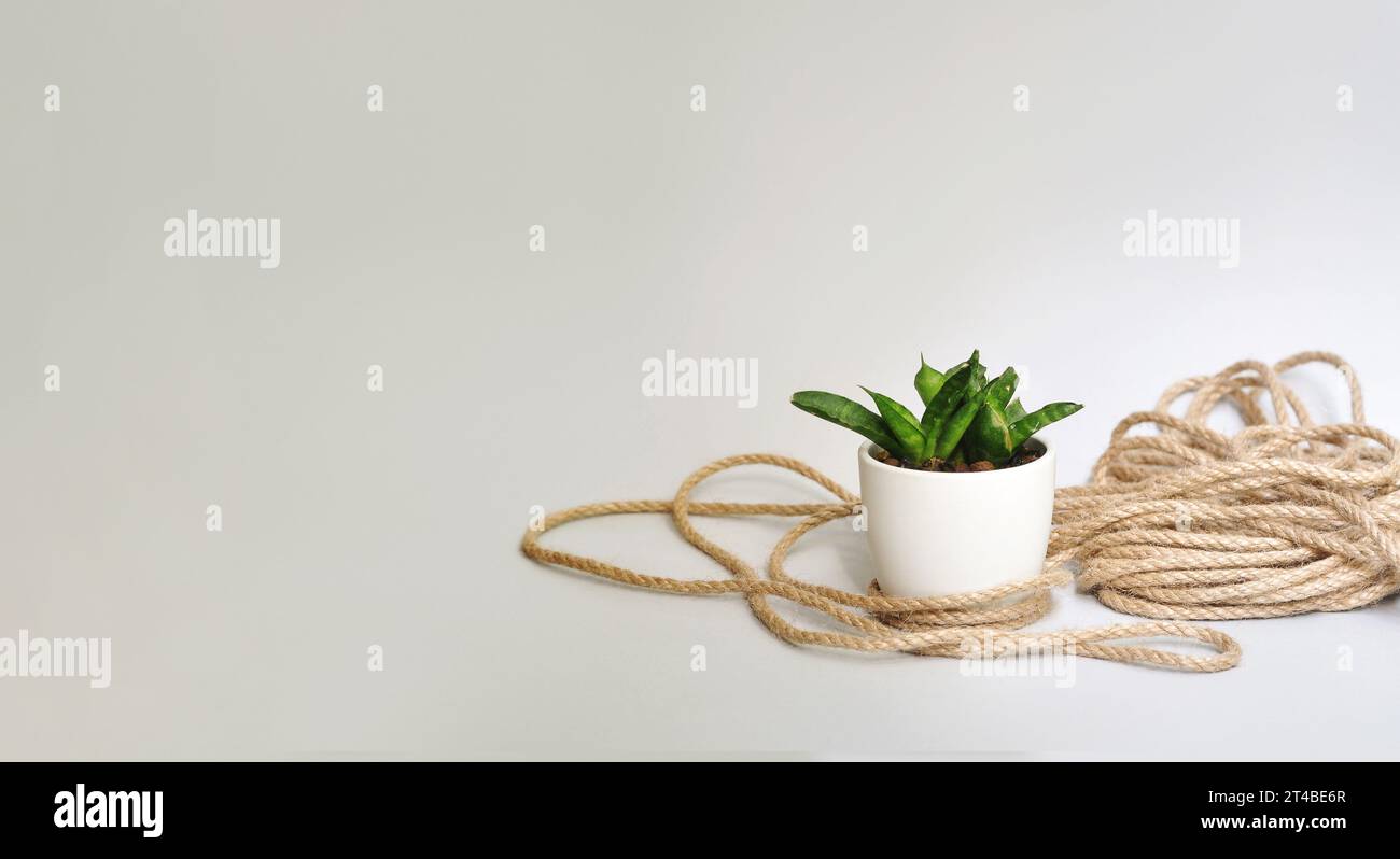 Sanseveria Cylindrica plant in a white pot on the light background. Unique plant growth structure. Sustainable jute rope. Copy space Stock Photo
