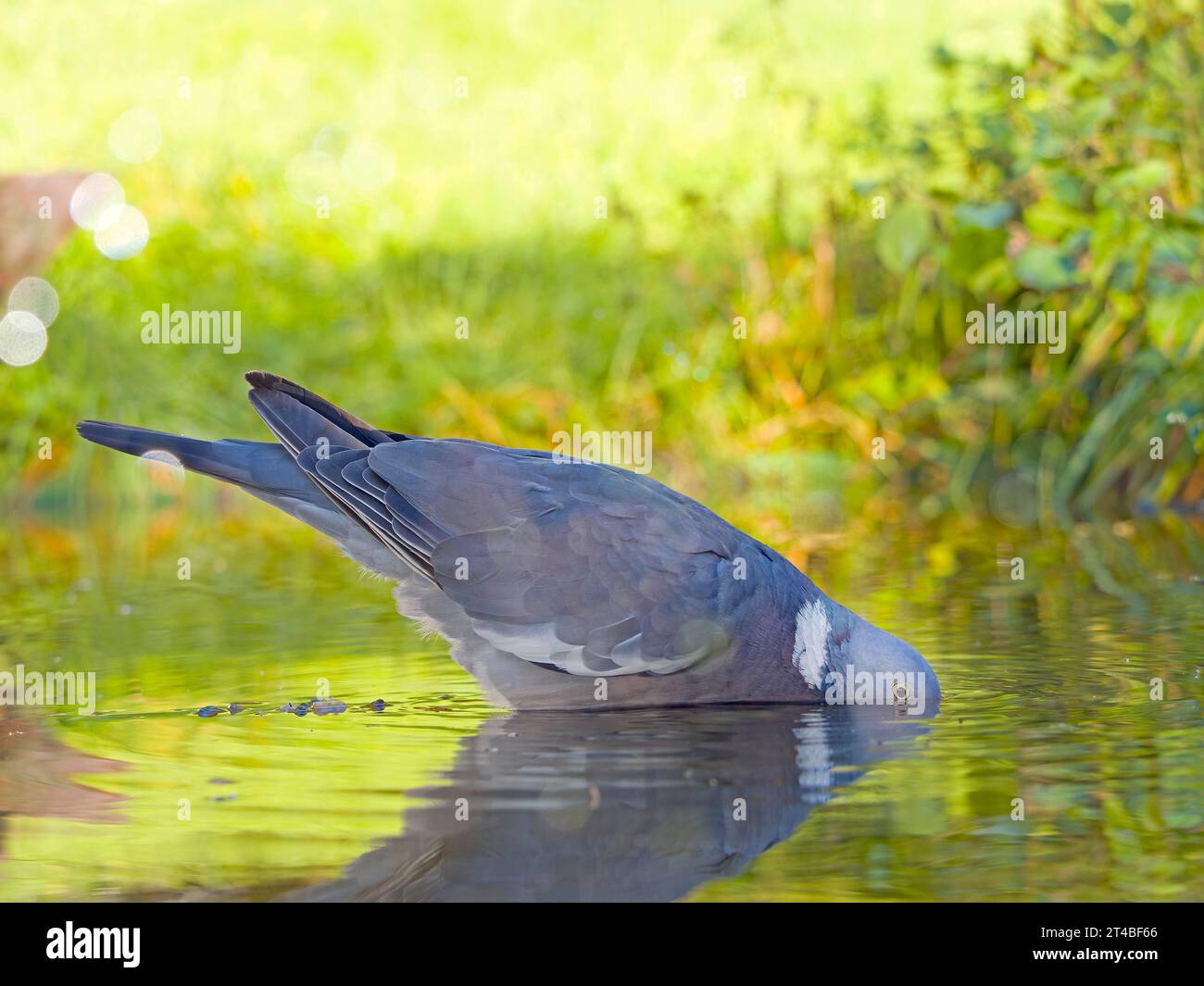 Common wood pigeon (columba palumbus) drinking in shallow water, Solms, Hesse, Germany Stock Photo