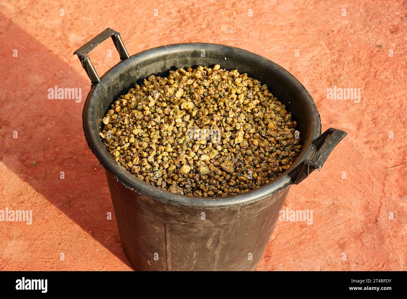 Bucket filled with capers, Capers, Traditional food, Pantelleria town