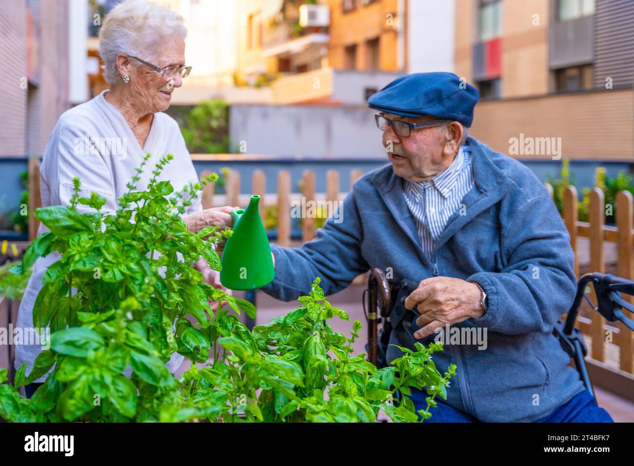 Elder man and woman watering herbal plants outdoors in an urban garden in a geriatric Stock Photo
