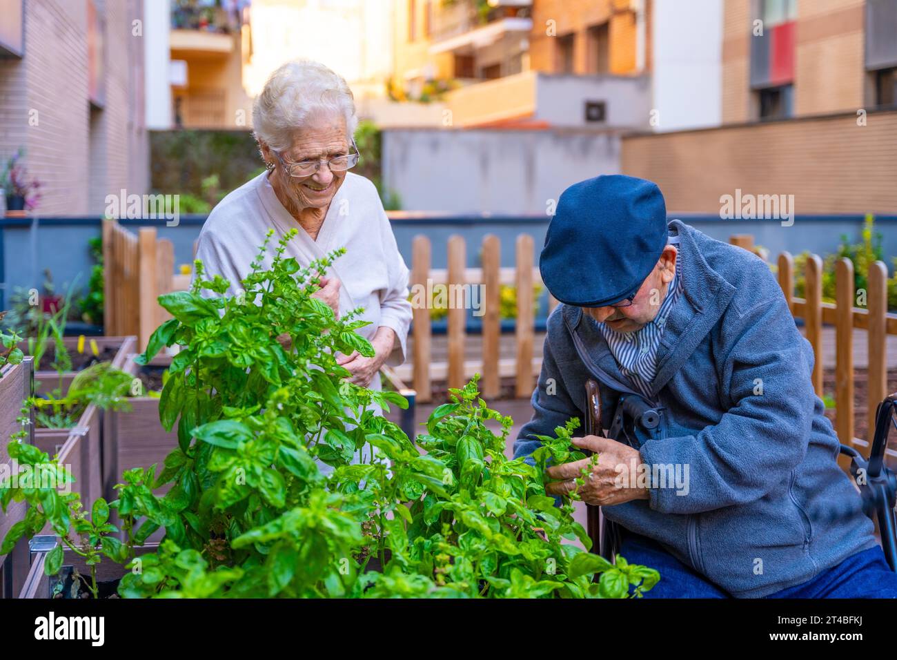 Elder people working on the garden arranging plants in a geriatric Stock Photo
