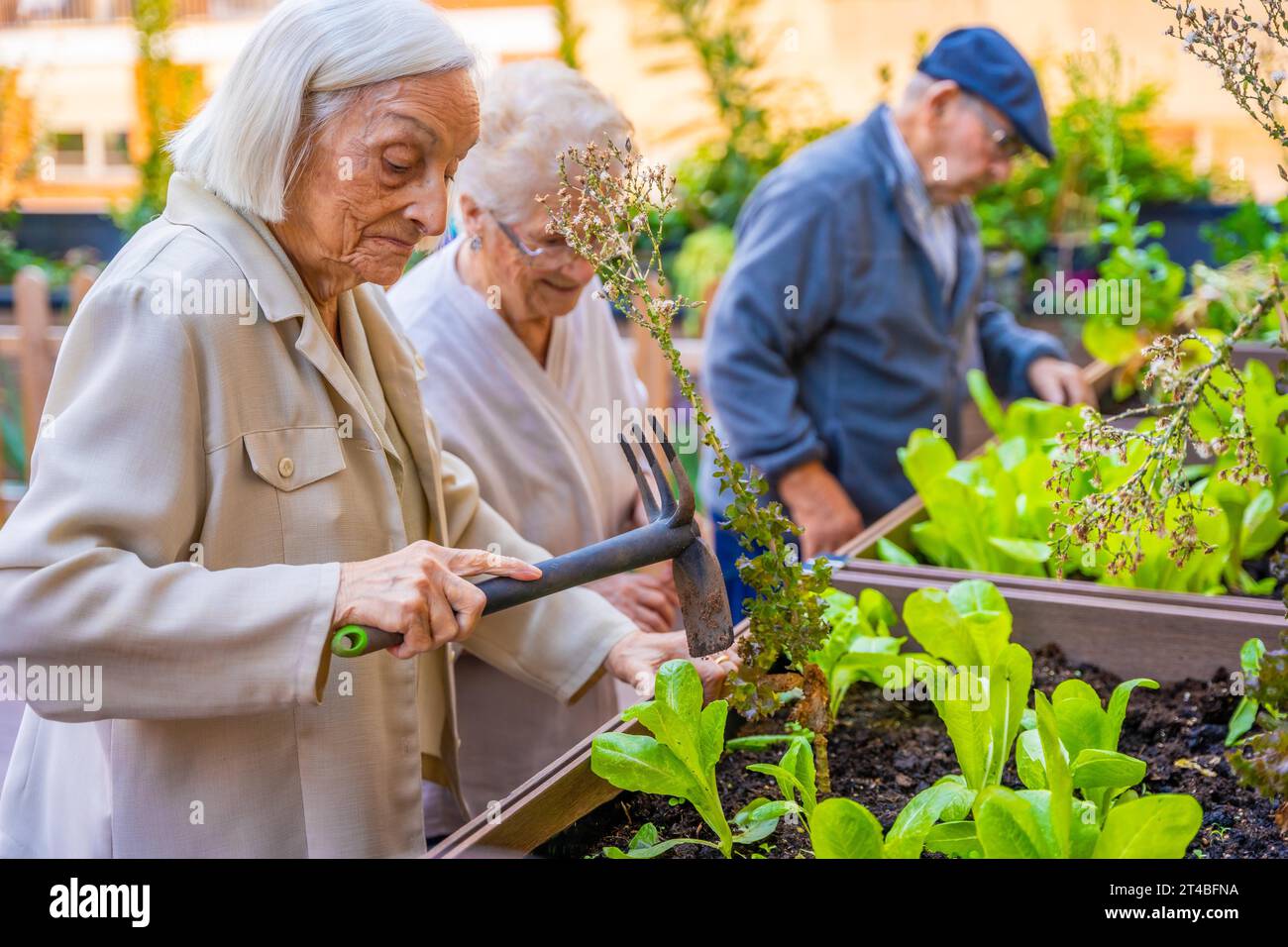 Three seniors working on a vegetable urban garden in a geriatric Stock Photo