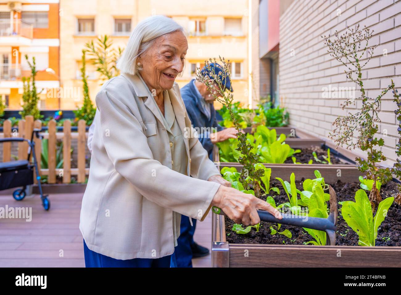 Senior woman planting lettuce in a vegetable garden in a nursing home Stock Photo