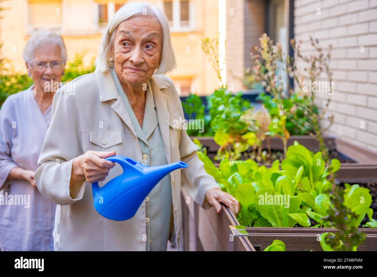 Cute elder woman watering lettuce in an urban garden in a geriatric Stock Photo