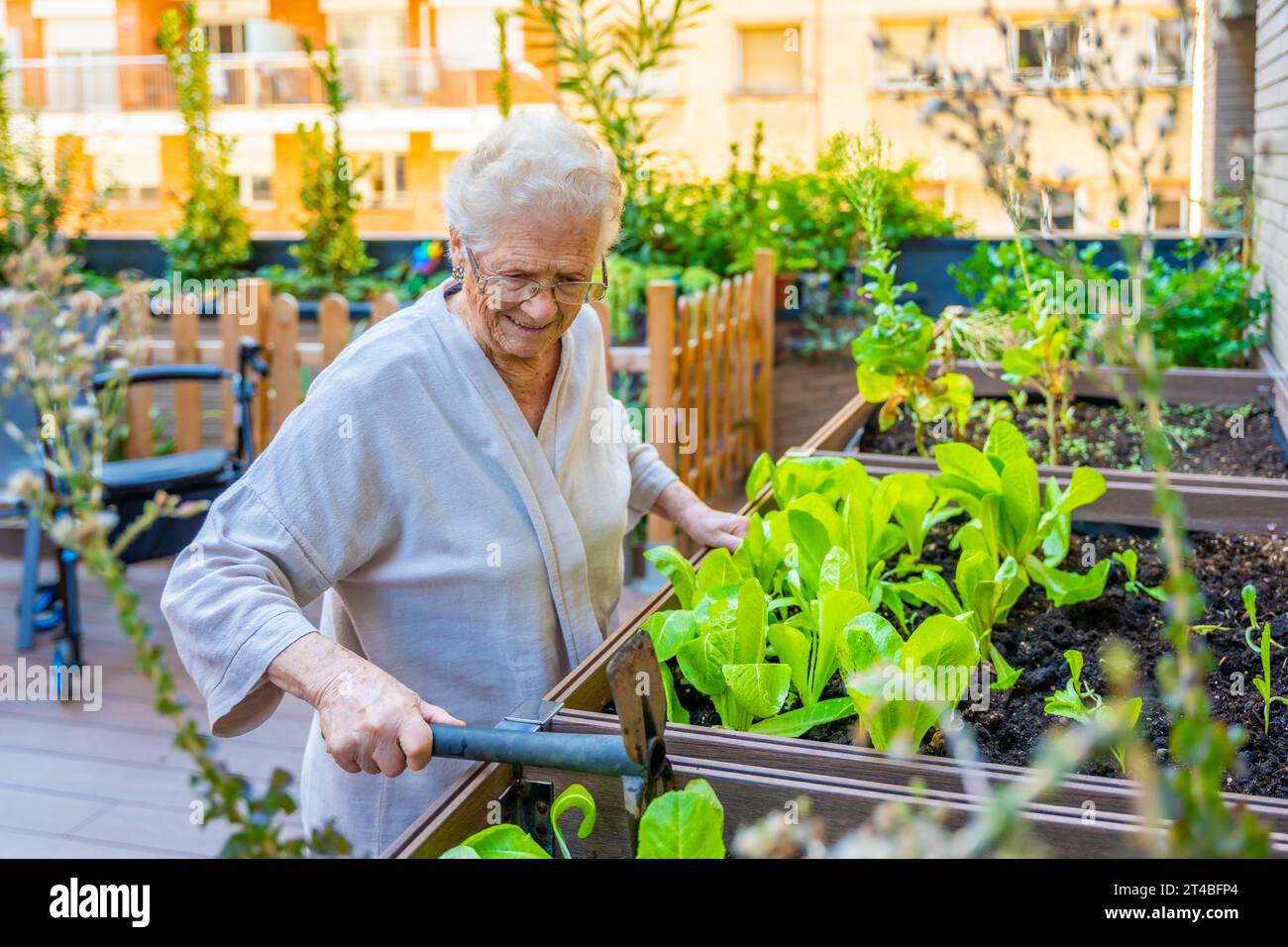 Elder woman planting seeds in a vegetable garden in a geriatric Stock Photo