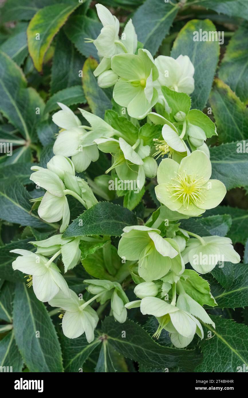 Helleborus × nigercors HGC Ice Breaker, Helleborus × nigercors Coseh 750, hellebore, Snow Rose Ice Breaker, lenten rose Stock Photo