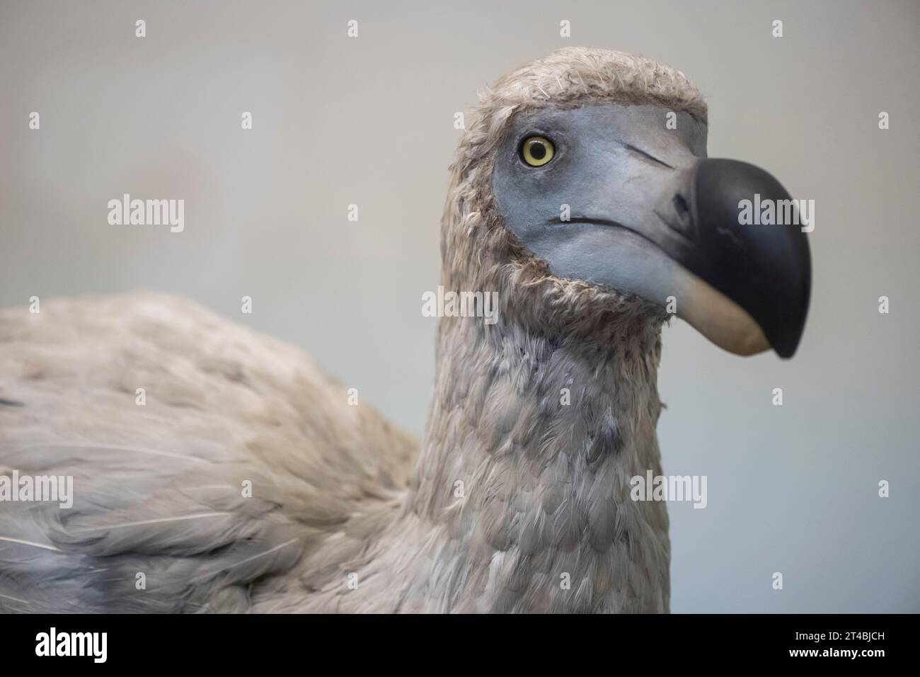 Dodo hi-res stock photography and images - Alamy