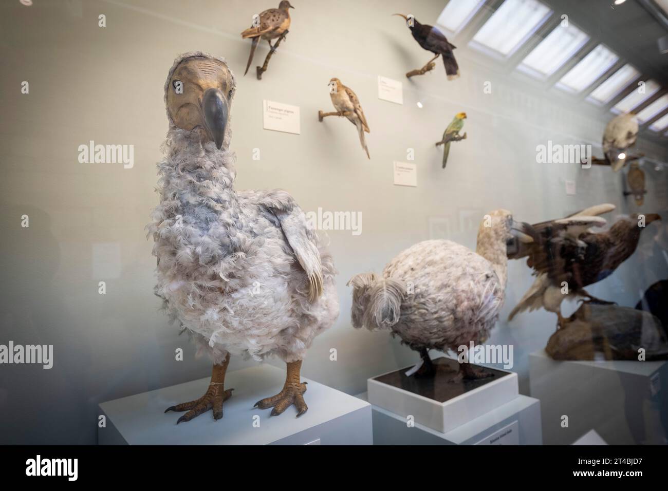 Dront Animal Dodo, Dronte, Dodos (Raphus cucullatus), Dronts, Extinct, Animals ...