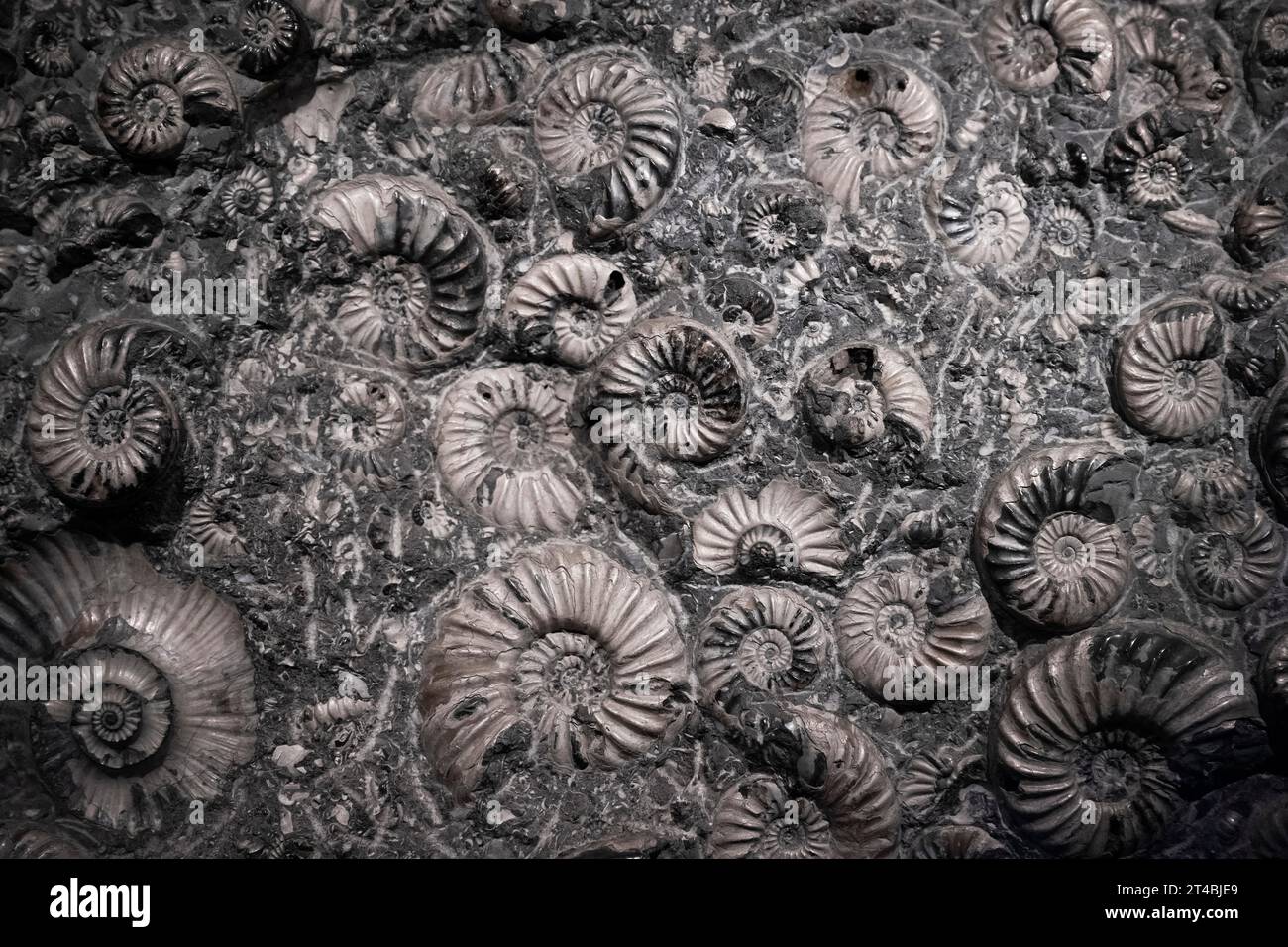 Petrifaction, Ammonites, Natural History Museum or Natural History Museum, Kensington, London, England, United Kingdom Stock Photo