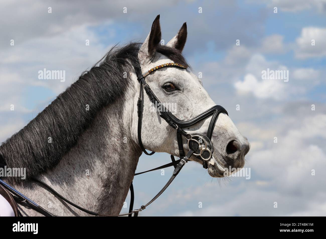 Portrait of a thoroughbred stallion on sky  background Stock Photo
