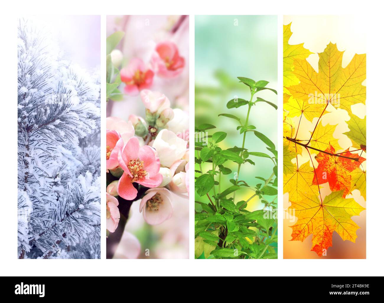 Collage Seasons All Season Seasons One Stock Photo 1571171767