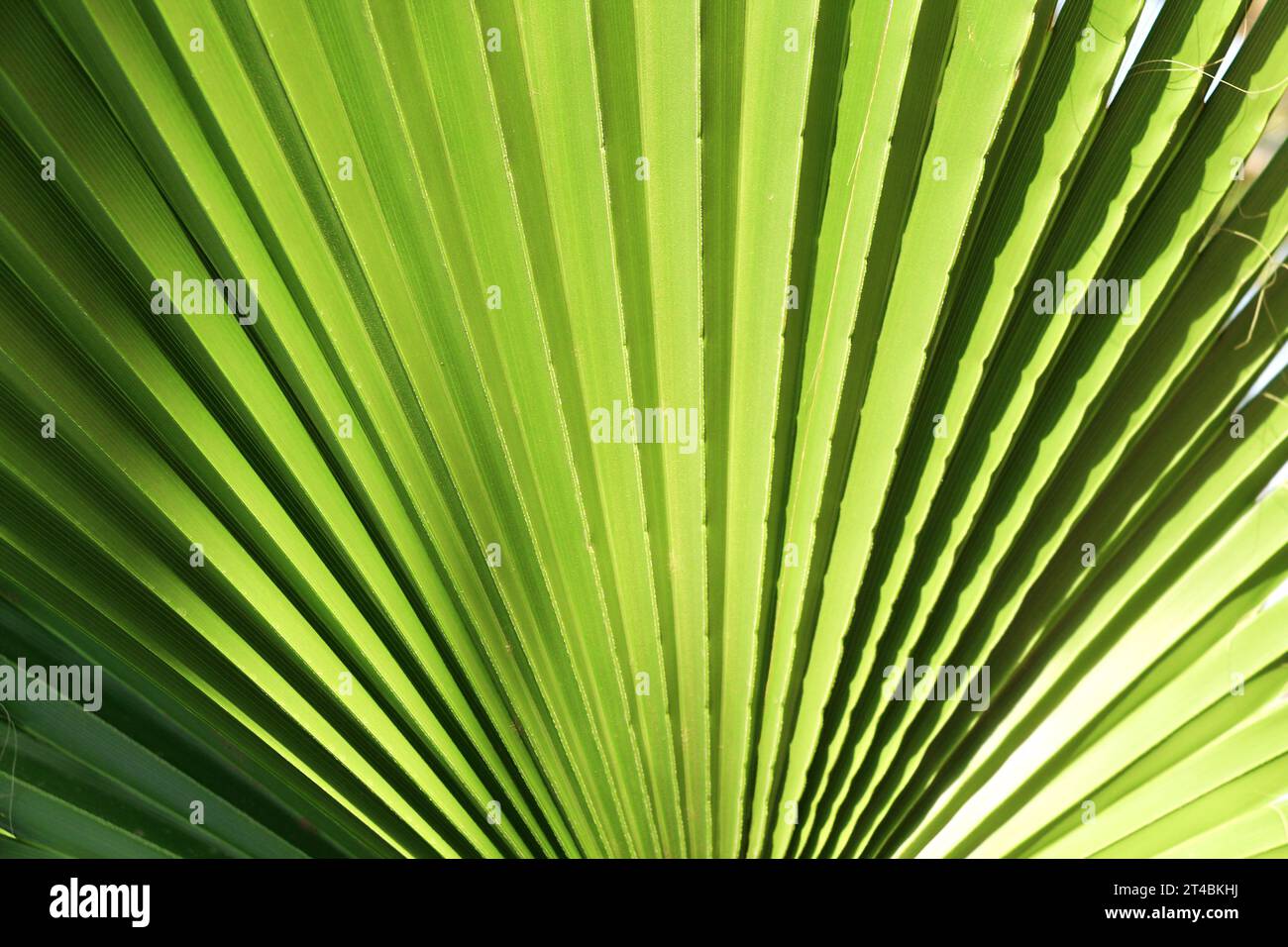 Horizontal or vertical Green Palm leaf background. Close up Palm Leaf texture. Summer tropical backdrop Stock Photo