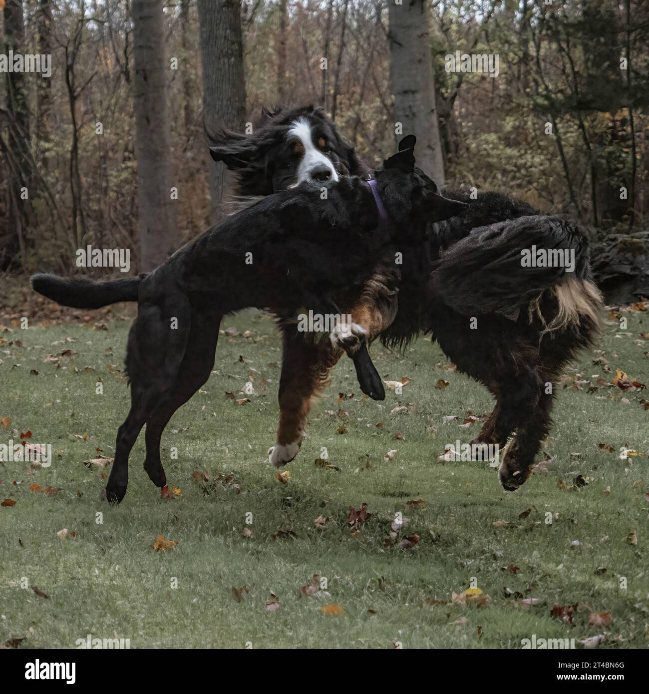 A black Labrador Retriever and a Bernese Mountain Dog leap about as they play together. Stock Photo