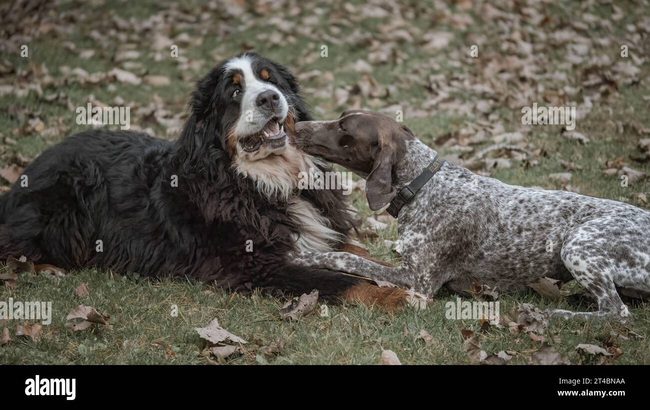 A Bernese Mountain Dog and a Shorthaired Pointer share an affectionate moment Stock Photo