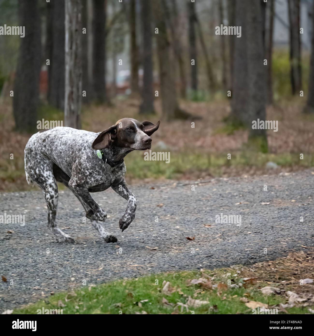 Shorthaired Pointer running on a country road Stock Photo