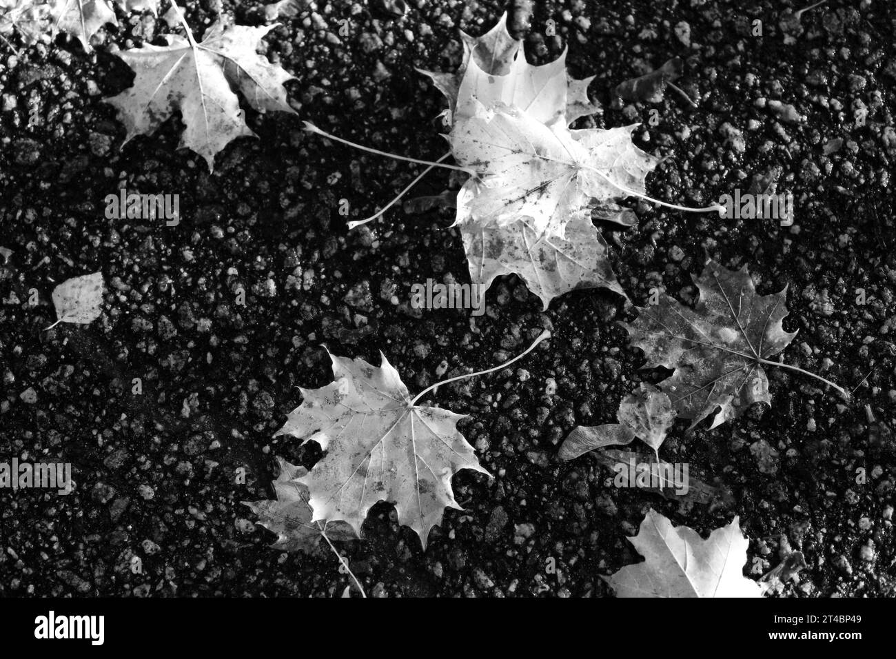 Fallen Maple leaves on asphalt in black and white. Stock Photo