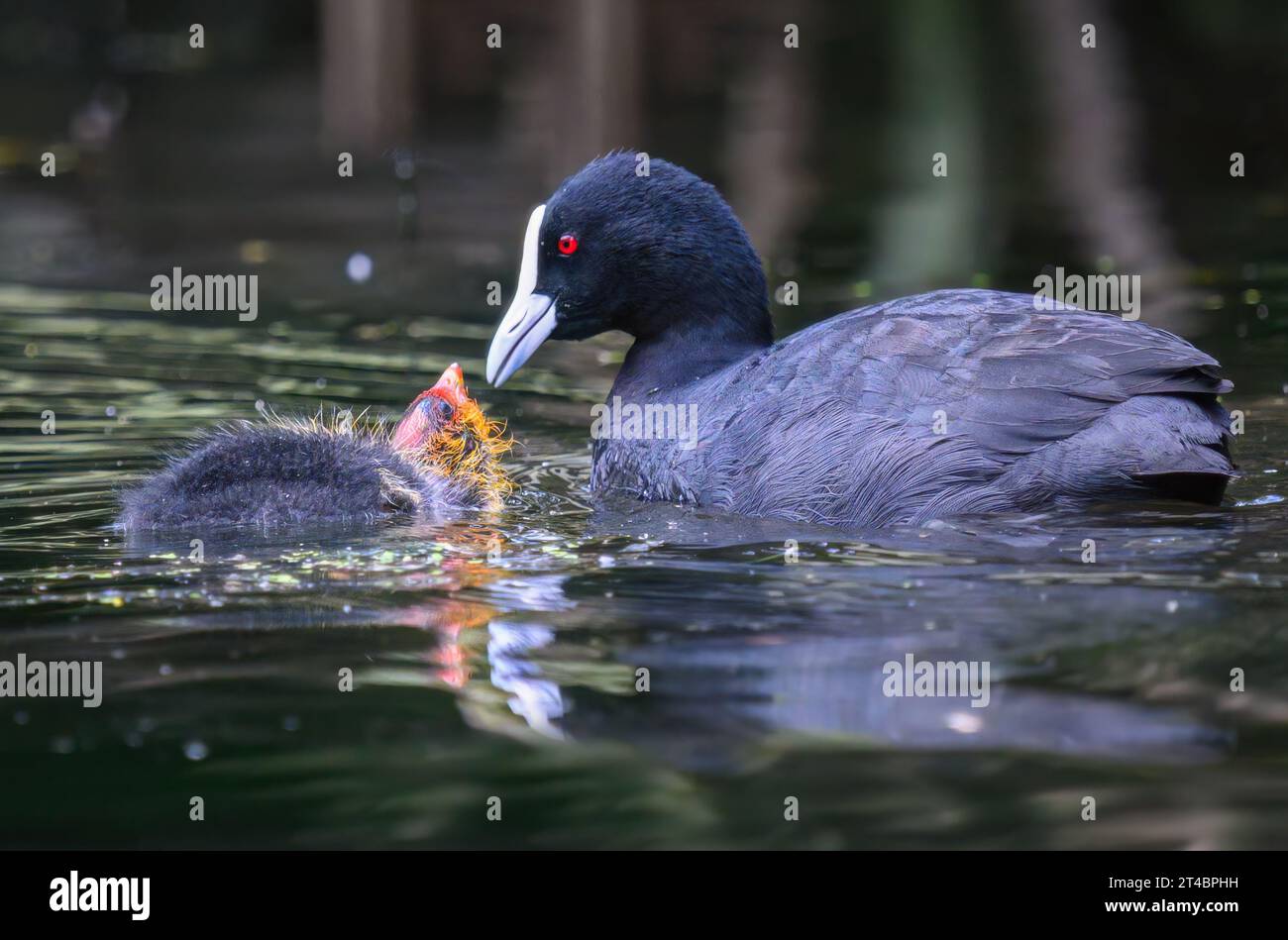 Australian coot mother feeding chick in a pond. Stock Photo