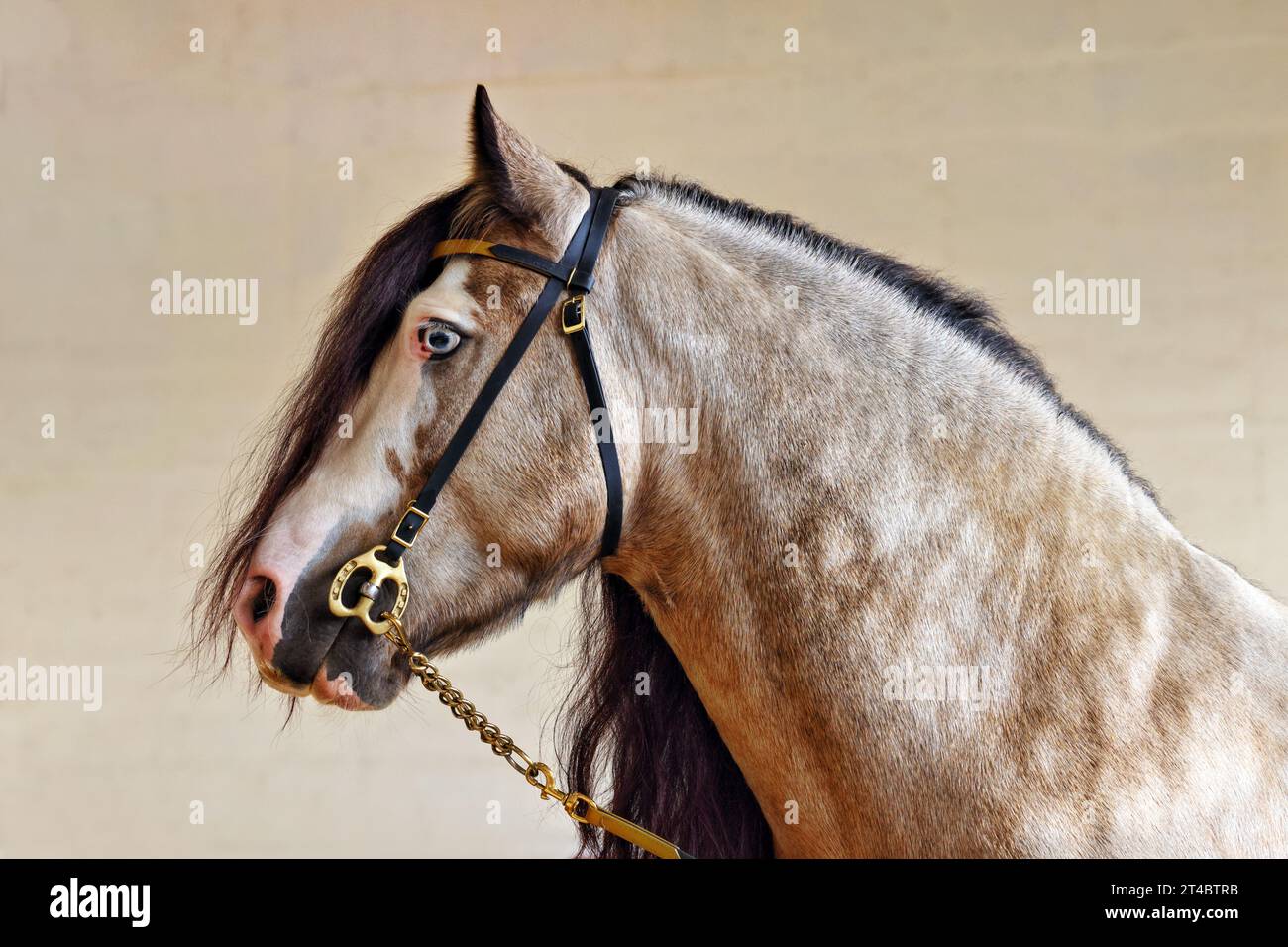 Tinker pony horse winner portrait in stable Stock Photo