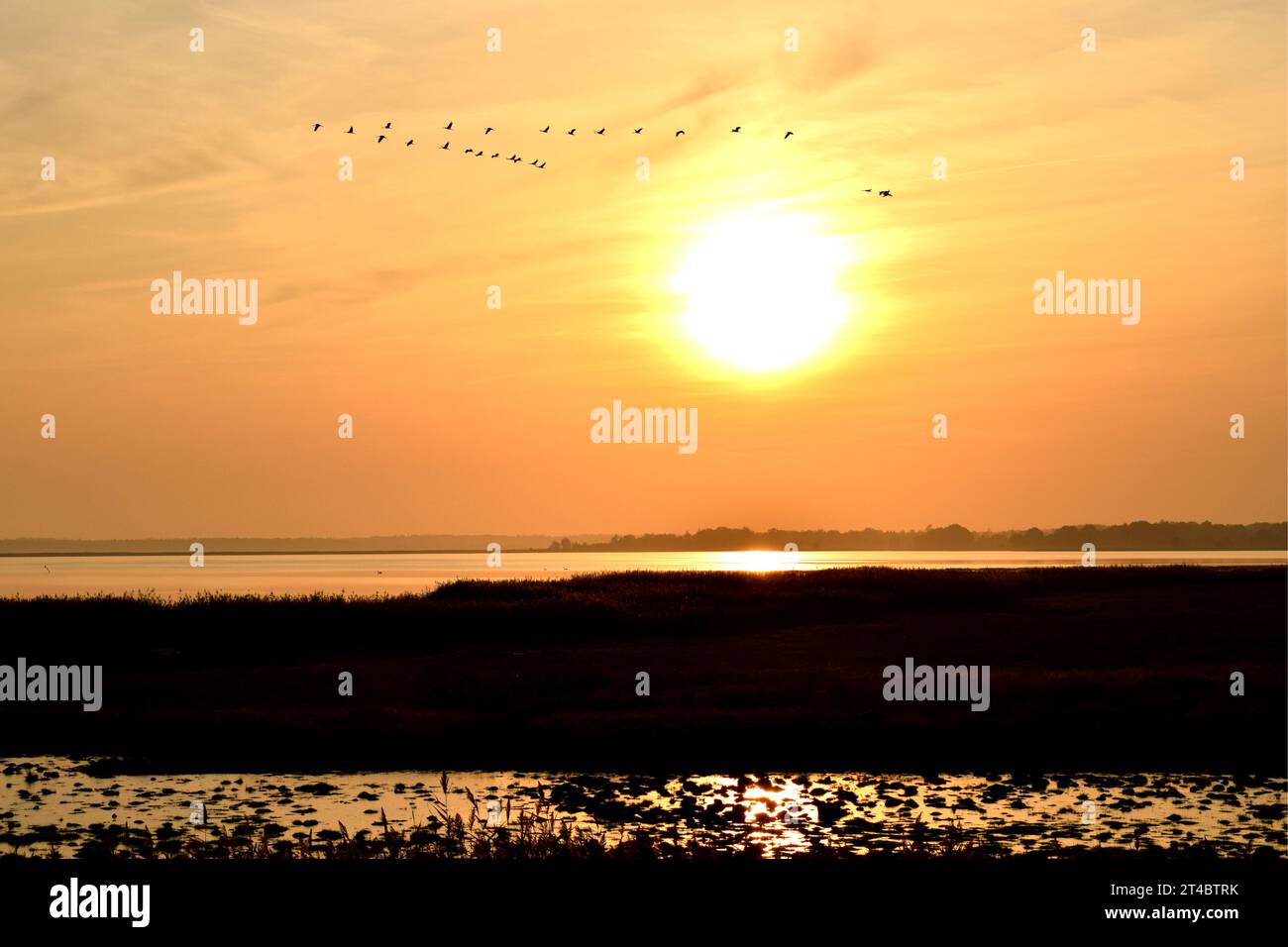 Silhouettes of flock of cranes flying into orange glowing sunset above big yellow sun ball over calm Baltic Sea peninsula in Germany during low tide Stock Photo