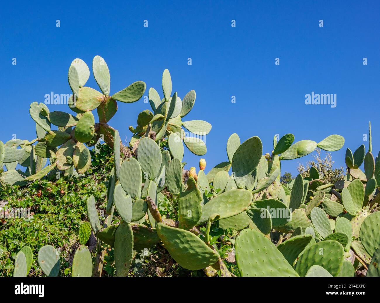 Dense growth of Opuntia Prickly Pear cactus O ficus-indica here growing to five metres by the beach at Gialiskari on the north coast of Corfu Greece Stock Photo