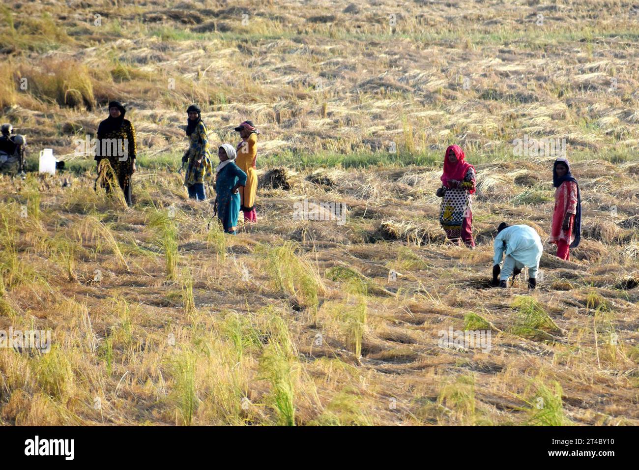 Lahore. 30th Oct, 2023. Farmers harvest paddy in a field in Lahore, Pakistan on Oct. 30, 2023. Pakistan has geared up efforts to implement agricultural projects, the Ministry of Planning, Development and Special Initiatives said on Sunday. Credit: Sajjad/Xinhua/Alamy Live News Stock Photo
