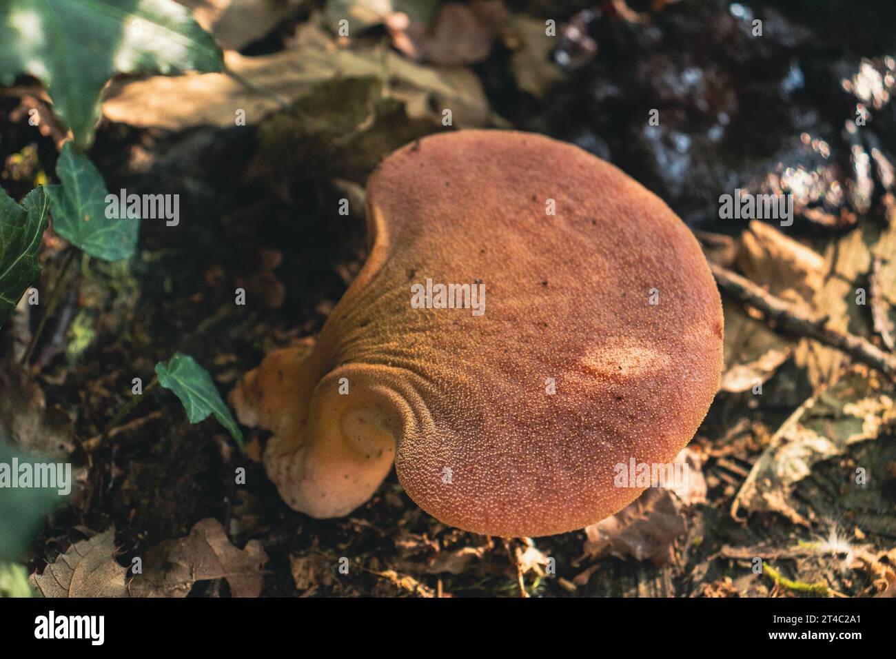 Top view of Fistulina hepatica mushroom (a.k.a. beefsteak fungus). Edible mushroom, rich in vitamin c. Stock Photo