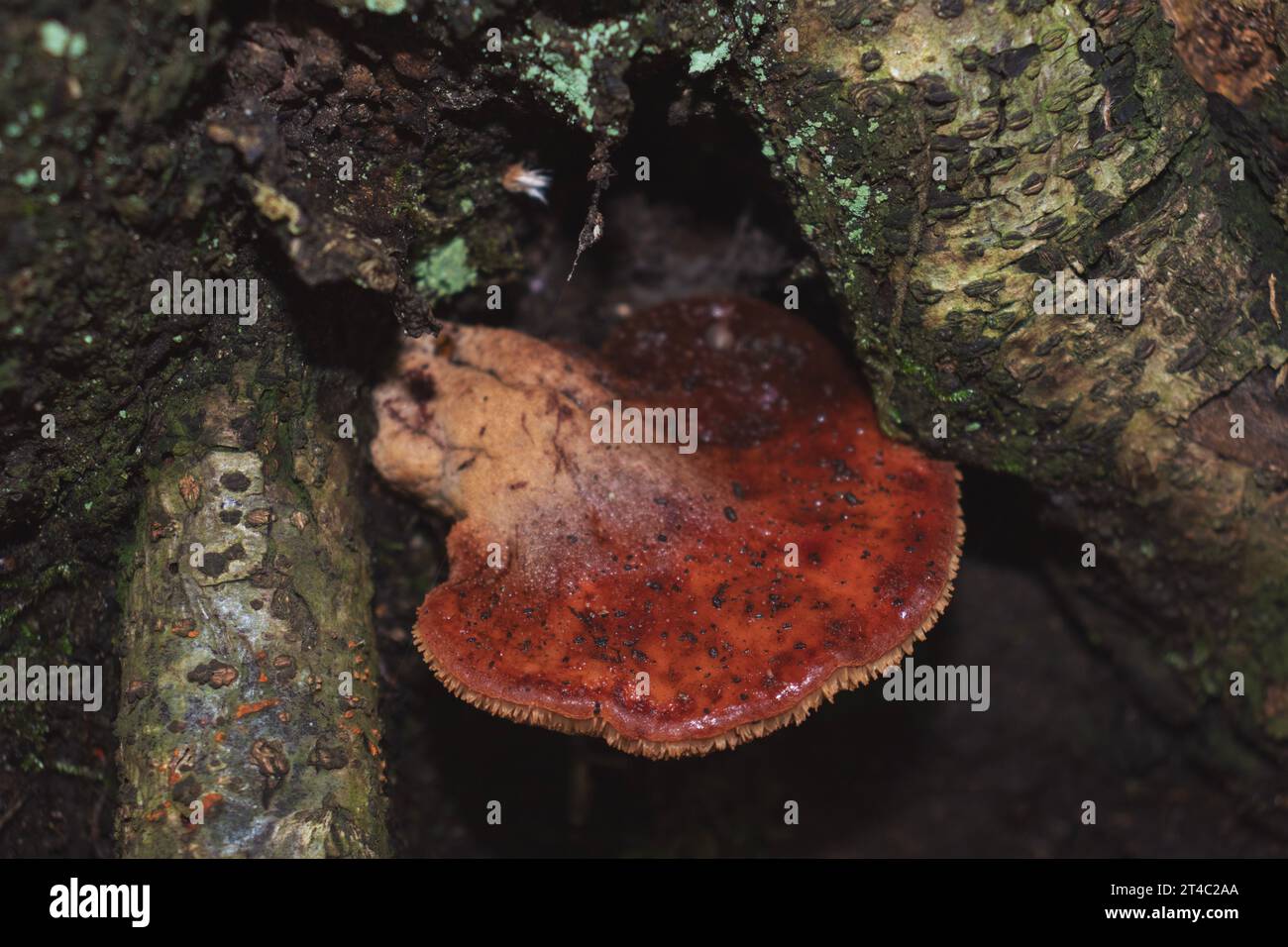Top view of Fistulina hepatica mushroom (a.k.a. beefsteak fungus). Edible mushroom, rich in vitamin c. Stock Photo
