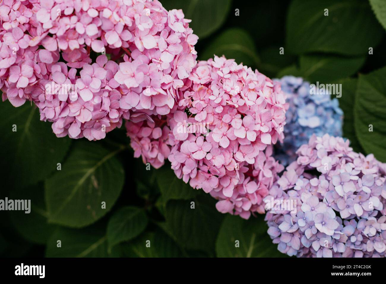 Pink and purple blooms hi-res stock photography and images - Alamy