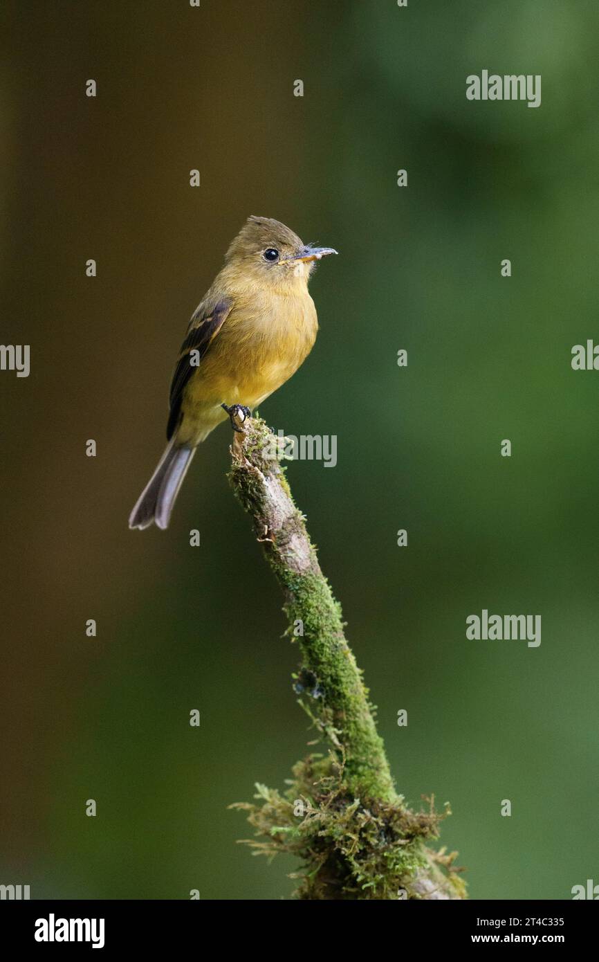 Ochraceous Pewee Rare Bird in Central America on Perch Stock Photo