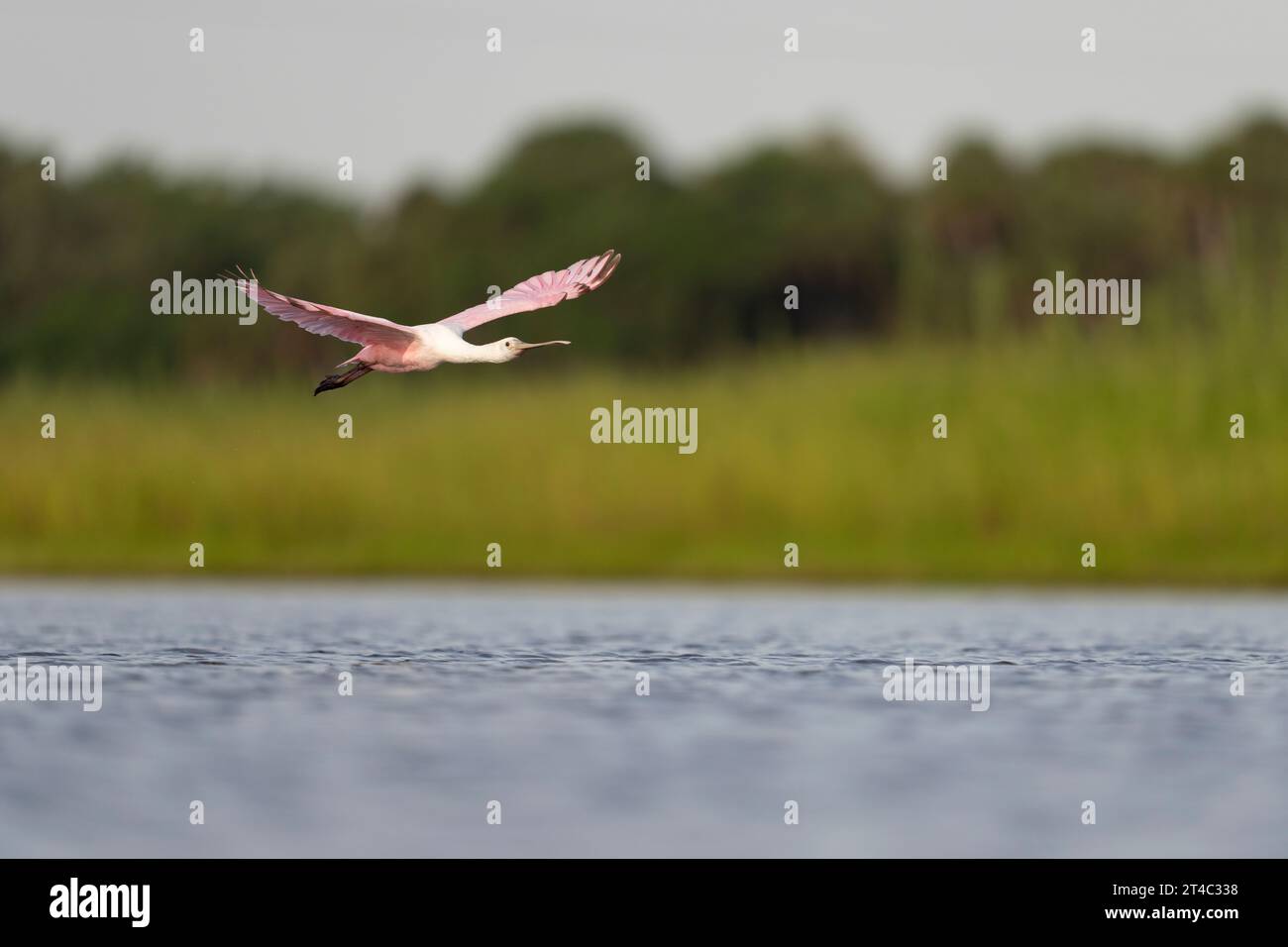 Roseate Spoonbill Flying Over the Water Stock Photo - Alamy