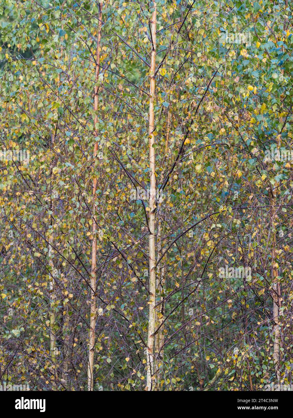 Fall, Silver Birch, Oxford, Oxfordshire. Stock Photo