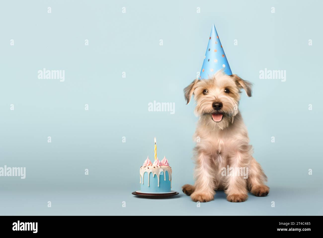 Happy cute scruffy dog celebrating with birthday cake and party hat, blue background with copy space to side Stock Photo